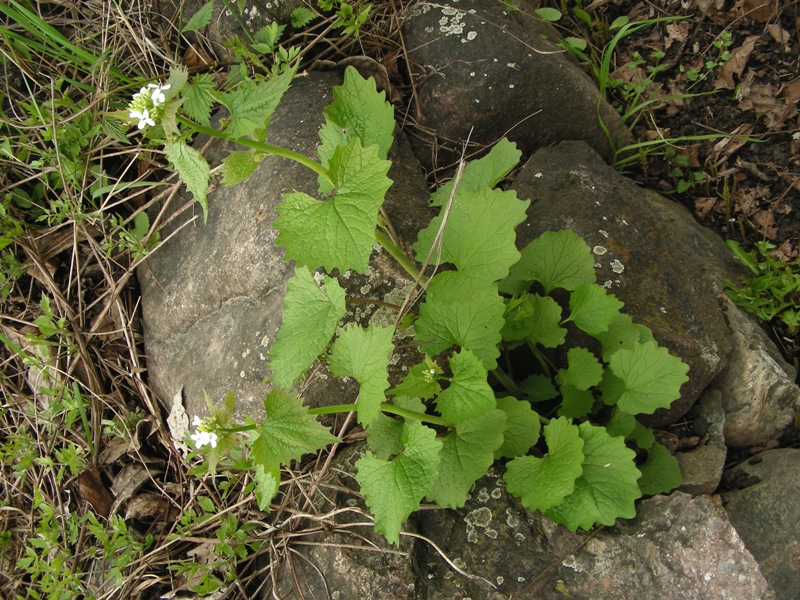 Alliaria petiolata
